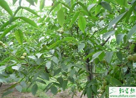 種核桃高接換種方法