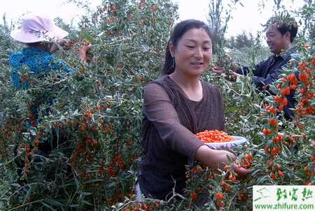 種枸杞白粉病的防治