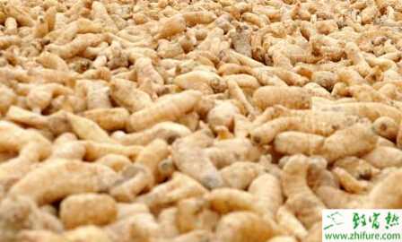 種天麻抓三要點可高產