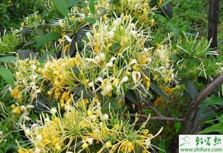 種金銀花高產的栽培經驗