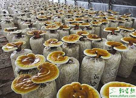 利用木塊袋栽靈芝的技術