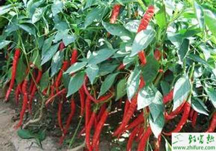 暖冬氣候如何進(jìn)行辣椒苗的管理