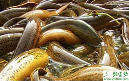 掌握好四法黃鱔好越冬