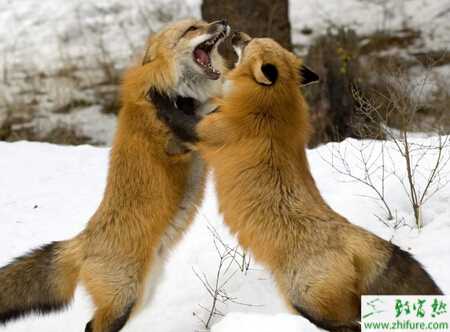 養(yǎng)殖狐貍有四點(diǎn)需要重點(diǎn)注意