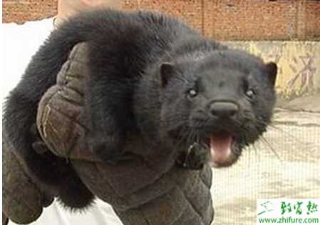 養殖水貂對于光照的控制