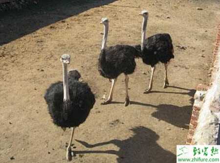 養(yǎng)殖鴕鳥直腸脫出癥的治療方法