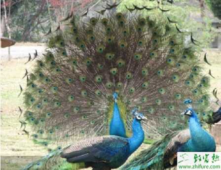 養殖孔雀育雛管理要點