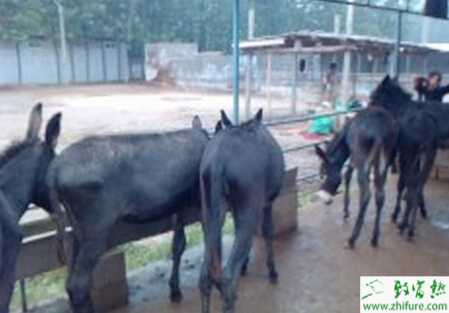 養殖驢冬季驢育肥的要點