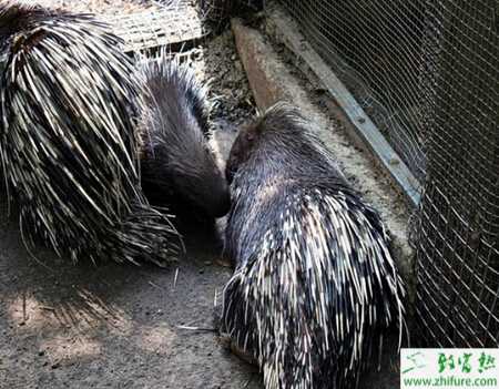 養(yǎng)殖豪豬的常見疾病的防治