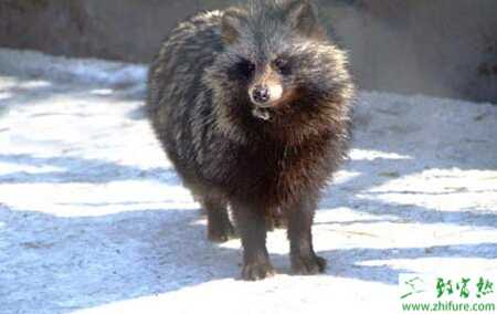 養殖貉子配種前期的管理