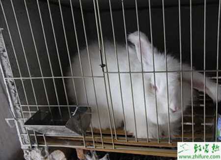 養殖長毛兔掌握好十七法讓兔多長毛