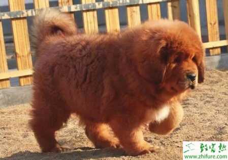 養(yǎng)殖藏獒如何才能提高藏獒的存活率