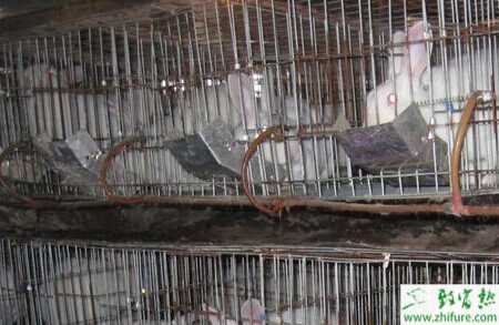 把握三關養好獺兔幼崽