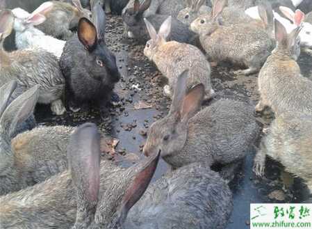 養(yǎng)殖野兔引種把好“四關(guān)”