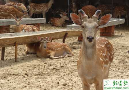 養殖鹿提高仔鹿成活率的技術