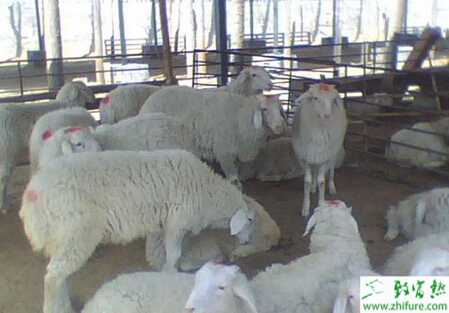 掌握“四要”提高小尾寒羊產羔成活率