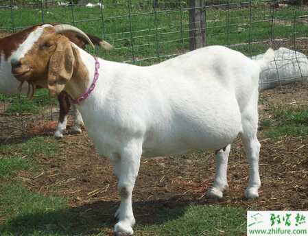養殖波爾山羊配種的辦法