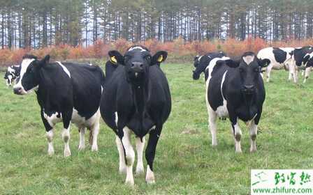 養殖奶牛過冬嚴把“五關”