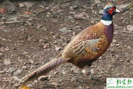 養(yǎng)殖山雞延長山雞產(chǎn)蛋高峰的方法