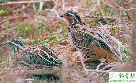 養殖鵪鶉如何防治鵪鶉潰瘍性腸炎