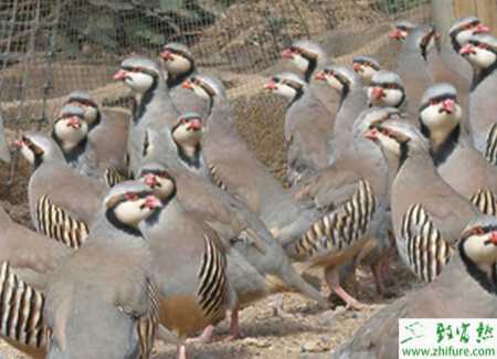 養殖鷓鴣怎樣有效提高雛鷓鴣成活率