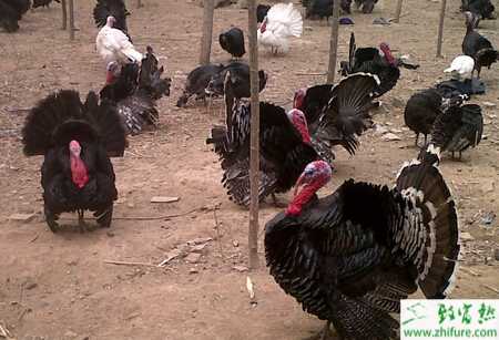 養(yǎng)殖火雞人工授精的技術