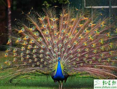 養殖藍孔雀人工授精應注意的問題