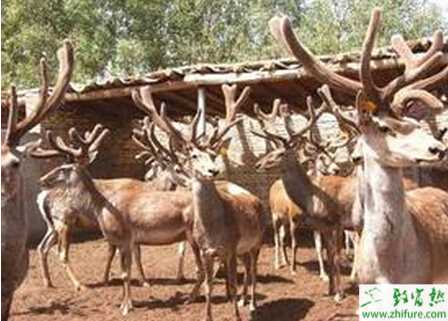 養鹿的利潤