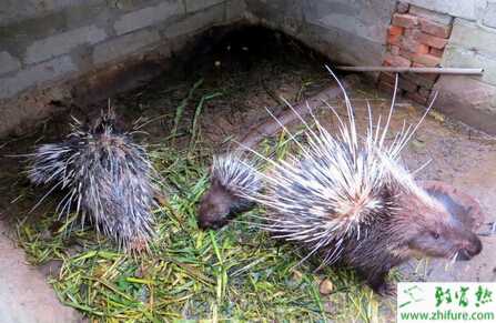 豪豬養殖的市場前景