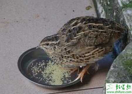 養(yǎng)鵪鶉的利潤