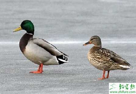 養殖野鴨的經濟效益分析