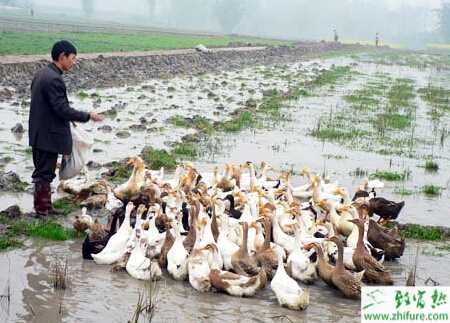 養殖肉鴨育雛期的飼養管理