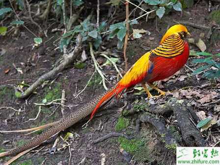 養殖紅腹錦雞幼苗的需要掌握的七個要點