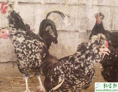 養殖貴妃雞成年期的飼養管理