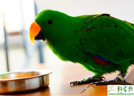 飼養(yǎng)鸚鵡的一些小技巧