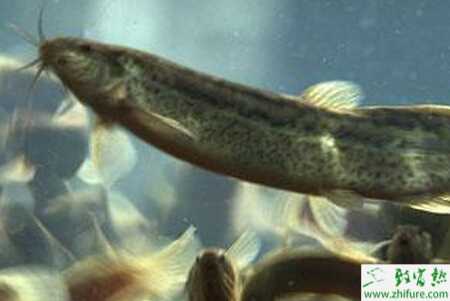 如何反季節養殖泥鰍