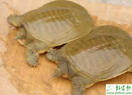 養殖中華鱉卵的人工孵化技術