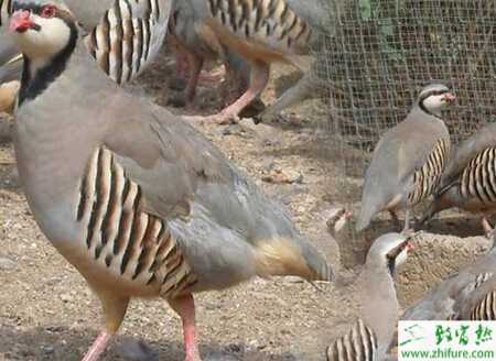 鷓鴣養殖的市場前景