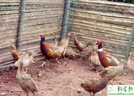 養野雞的利潤