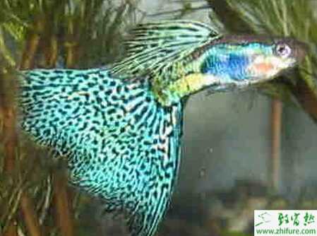 養殖孔雀魚導致孔雀魚疾病的四大原因