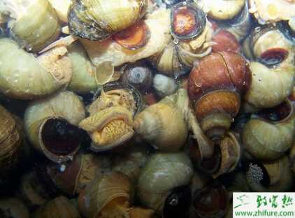 養(yǎng)殖田螺冬季的管理