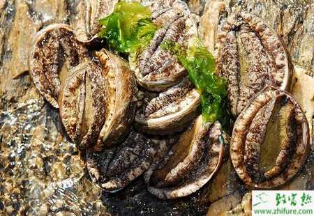 淺海筏式養殖鮑魚的經驗