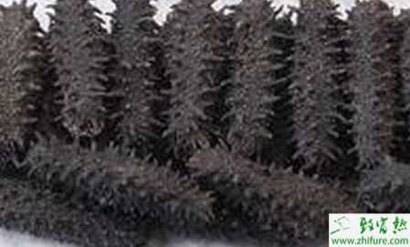 春季海參養殖需注意的事項