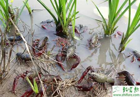 養殖小龍蝦病害的防治