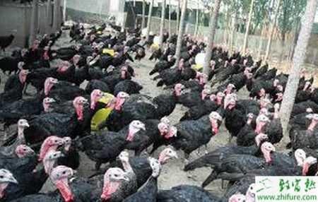 養(yǎng)火雞的利潤