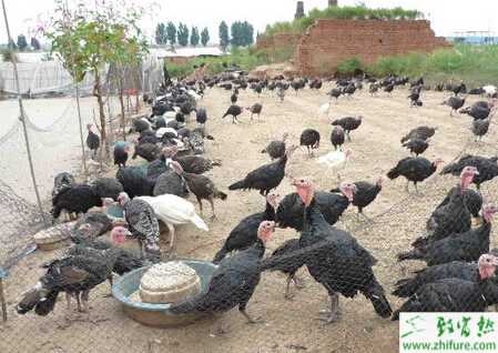 火雞養(yǎng)殖的市場前景