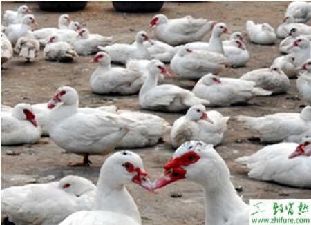 養香鶉雁的利潤