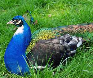 藍孔雀養殖