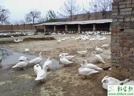 香鶉雁養殖的前景