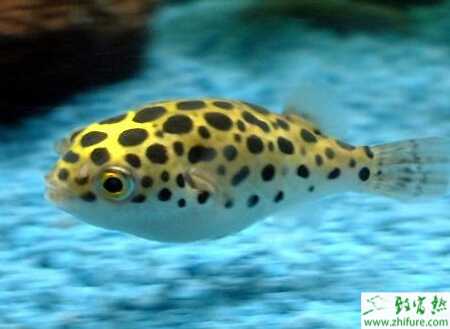 養殖河豚規模化育苗的技術